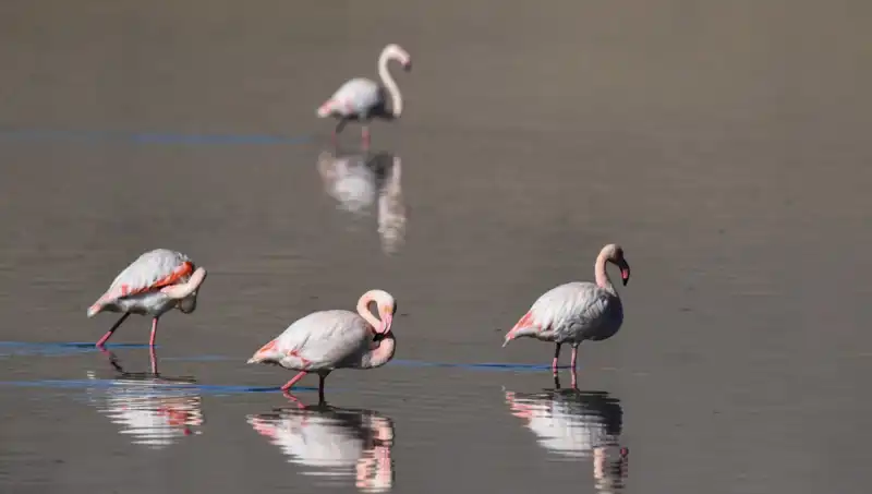 Kuş Cenneti Kuraklıkla Sınanıyor: Flamingo Popülasyonu Hızla Düşüyor