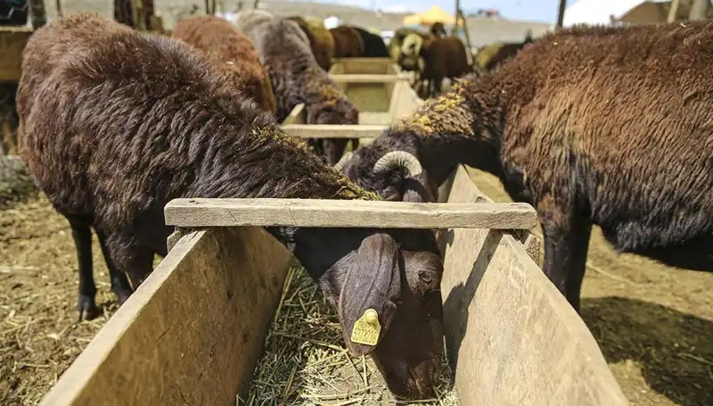 Şap Hastalığı Alarmı: Hayvan Pazarı Kapatıldı, Tedbirler Artıyor