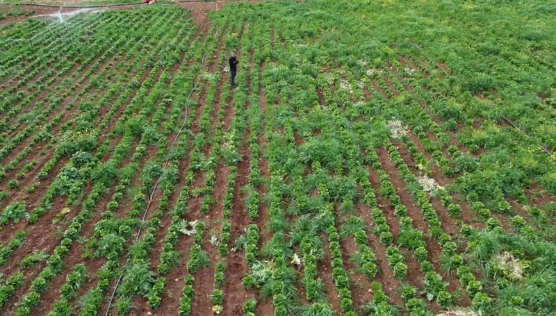 Kuraklık Marul Hasadını Tehdit Ediyor: Çiftçilerin Geleceği Sorgulanıyor