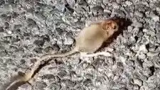 Tunceli Dağlarında Nadir Bir An: Arap Tavşanı Görüntülendi!