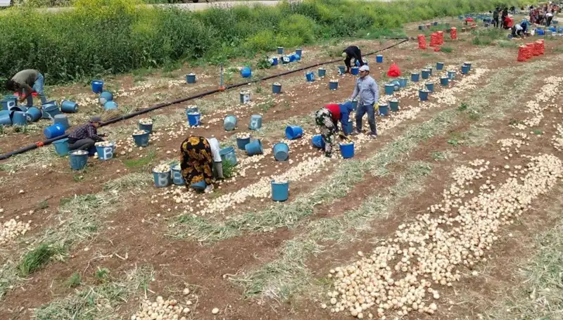 Soğan Hasadı Başladı: Fiyatlar Uçuşa Geçti, Tüketiciler Ne Yapacak?