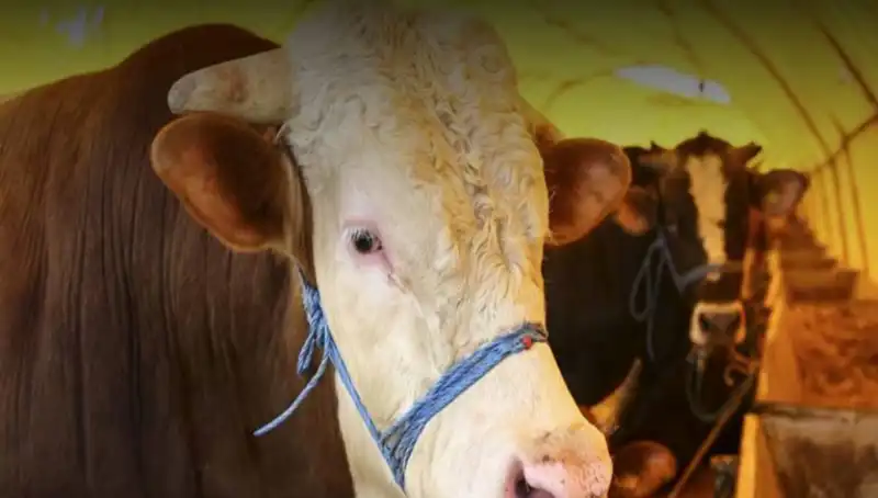 Akika Kurbanı Nedir? Gelenekleri ve Kesim Zamanı Hakkında Bilinmesi Gerekenler