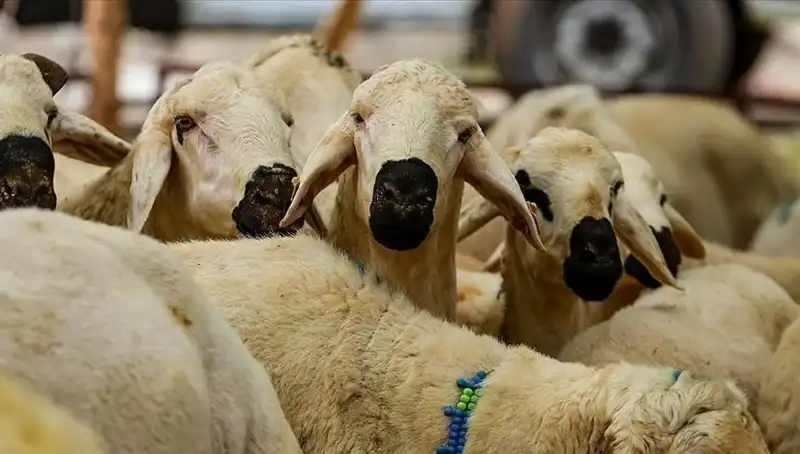 Kurban Bayramı 2025’te Kurban Kesmek Farz mı? İşte Tüm Yanıtlar!
