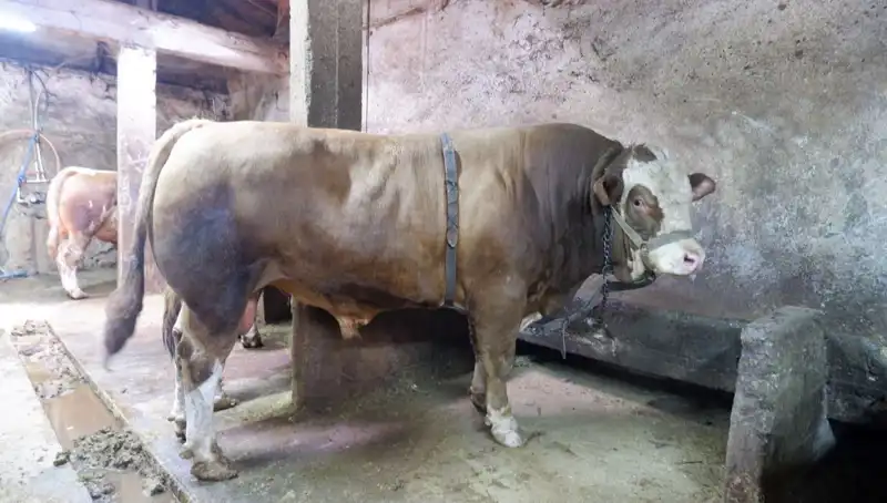 Dudak Uçuklatan Fiyatla 1 Ton 200 Kilo Ürün Alıcısını Buldu!