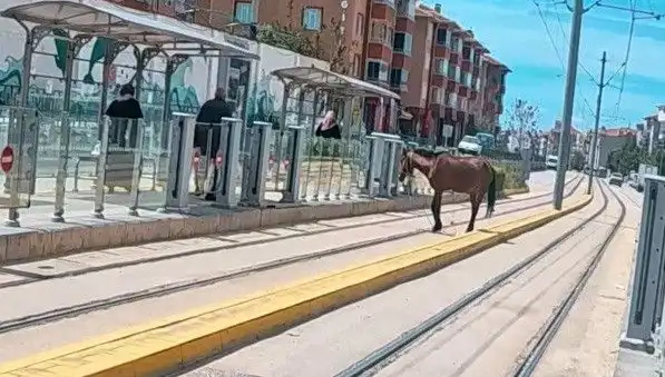Eskişehir'de Tramvay Raylarında Başbaşı Boş At Kazası: Şaşkınlık Yarattı