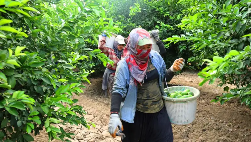 Markette Patates Kilosu 150 Lirayı Aştı: Fiyatı Düşürecek Hasat Başladı