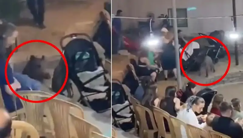 Düğün Kutlamasında Yaban Domuzu Sürprizi: Misafirler Panik İçinde!