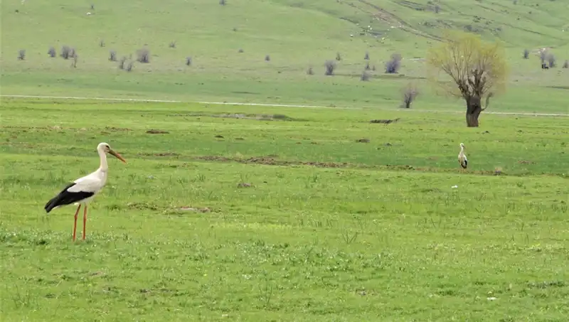 Leylekler Muş Ovası’na Dönüş Yolu: Ne Zaman ve Neden?