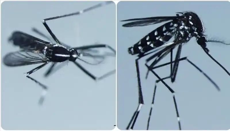Chikungunya Virüsü Nedir? Belirtileri ve Görüldüğü Ülkeler