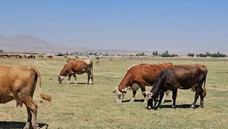 Arin Gölü’nün Kuruması: Su Krizi Kapıda mı?