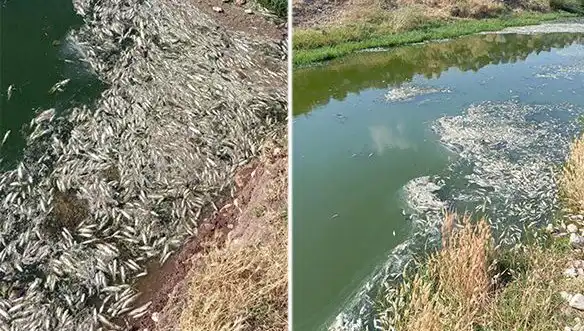 Karasu Çayı'nda Neden Balık Ölümleri Yaşanıyor? İnceleme Başlatıldı!