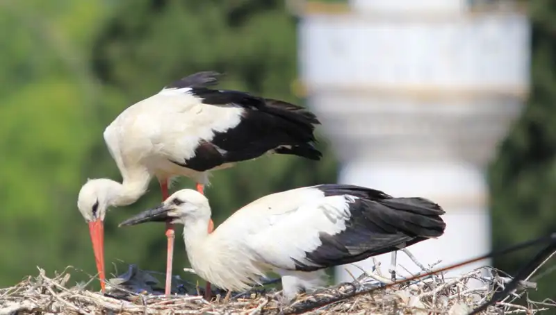 Yaren Leyleği Kıskandıracak: Türkiye'nin Leylek Köyü'nde 8 Kat Fazla Yuva Var!